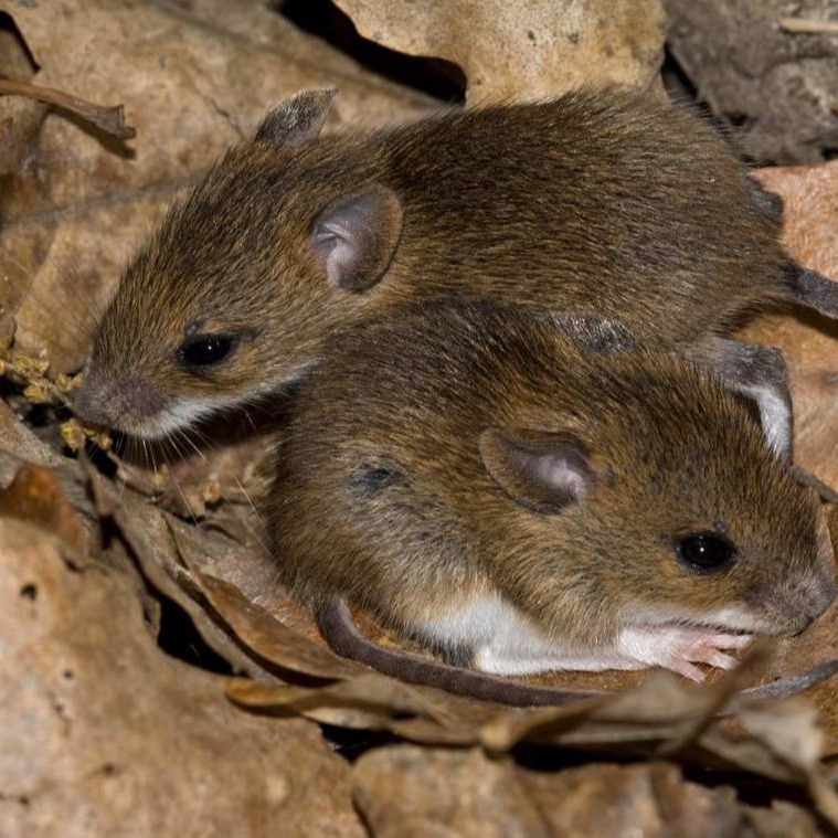 Уничтожения мышей в частном доме в Краснодаре?