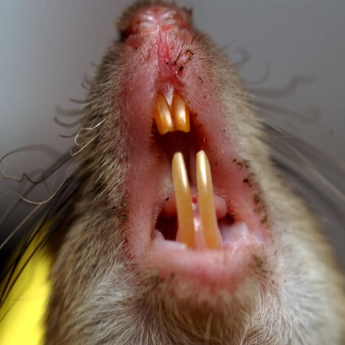 Дератизация крыс в Краснодаре?